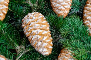 Pinecone Molded Gingerbread Cookies